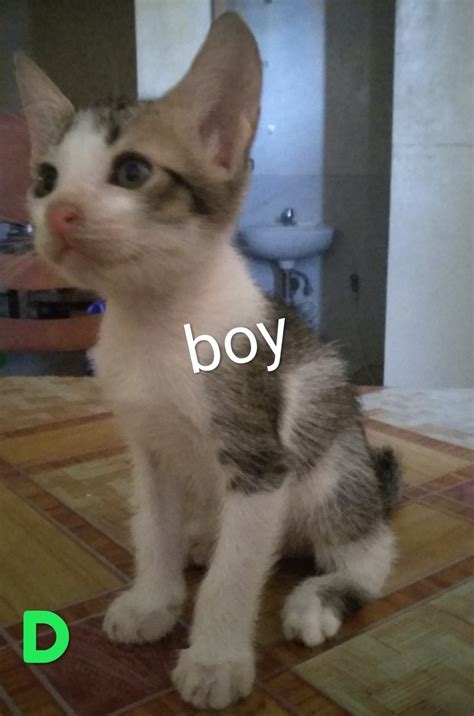 cat for sale cebu|Cats For Sale in Cebu (3) .